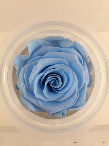 Konservierte rose 6 st. XL Ø 6-6.5 cm baby blue